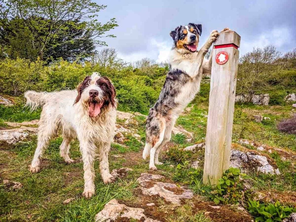 dogs and path sign at warton crag