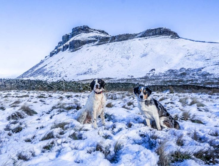 dogs on pen-y-ghent
