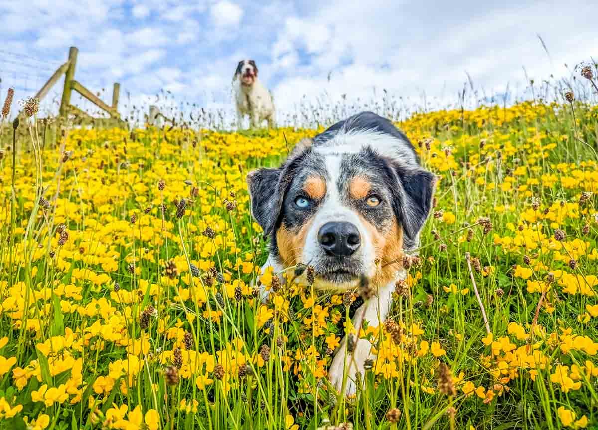 dogs in summer heat