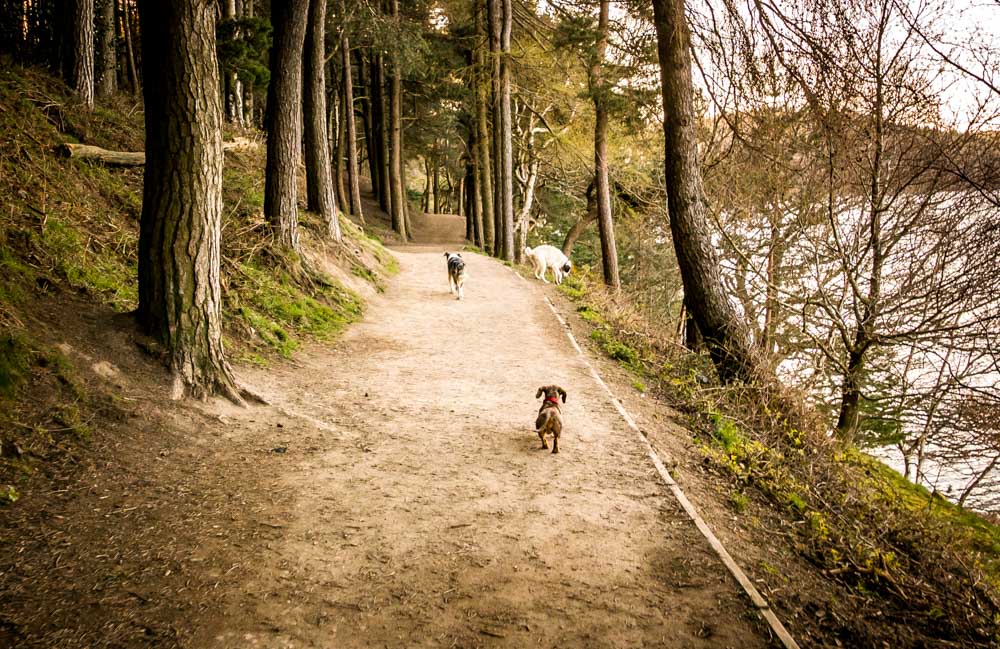 dogs in the woods at langsett