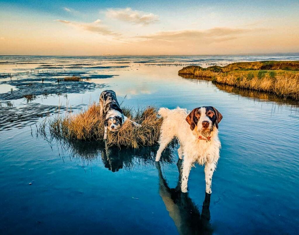 dogs in water