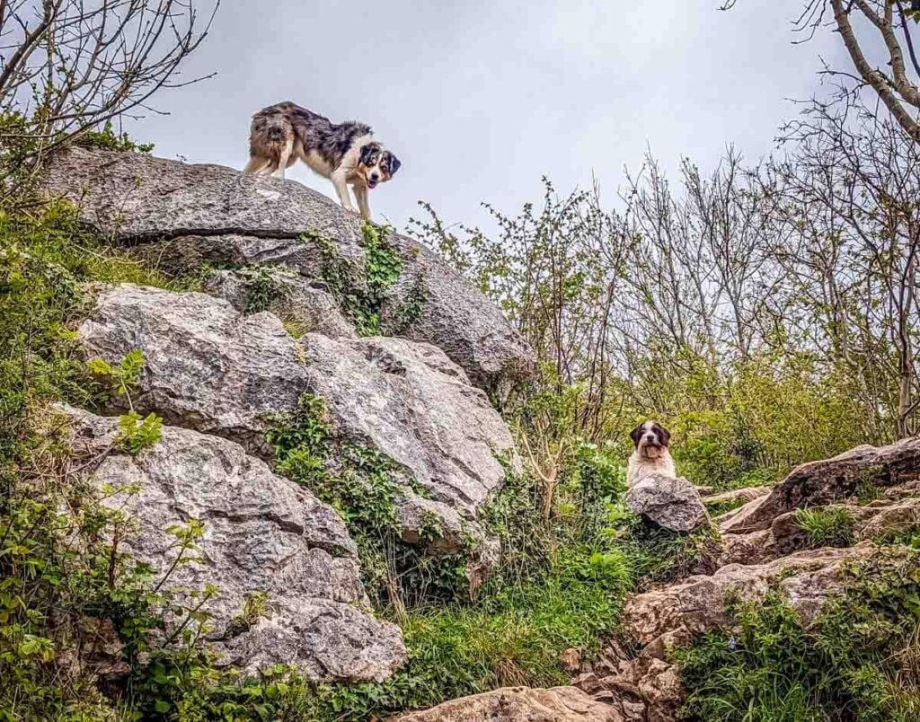 dogs on the rocks at warton