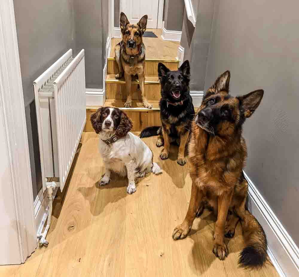 dogs ready to go out travelling