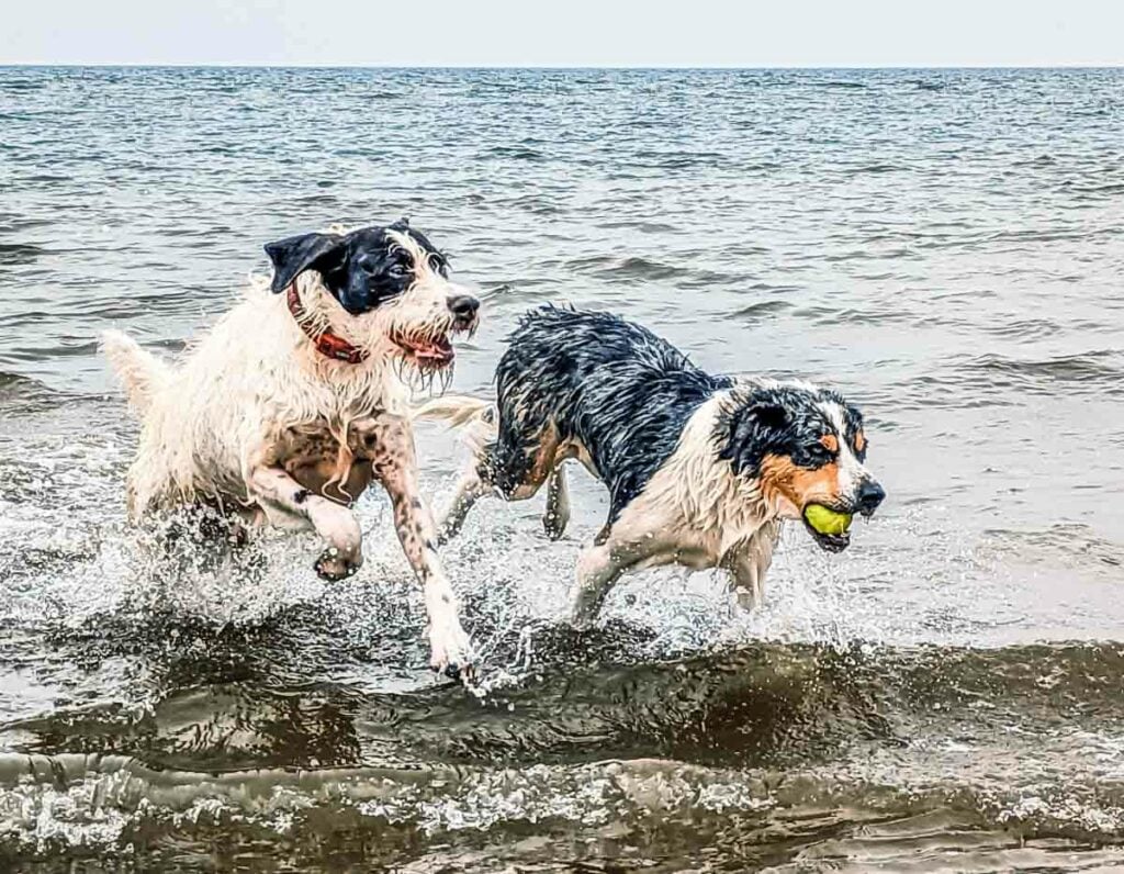 dogs running in the sea