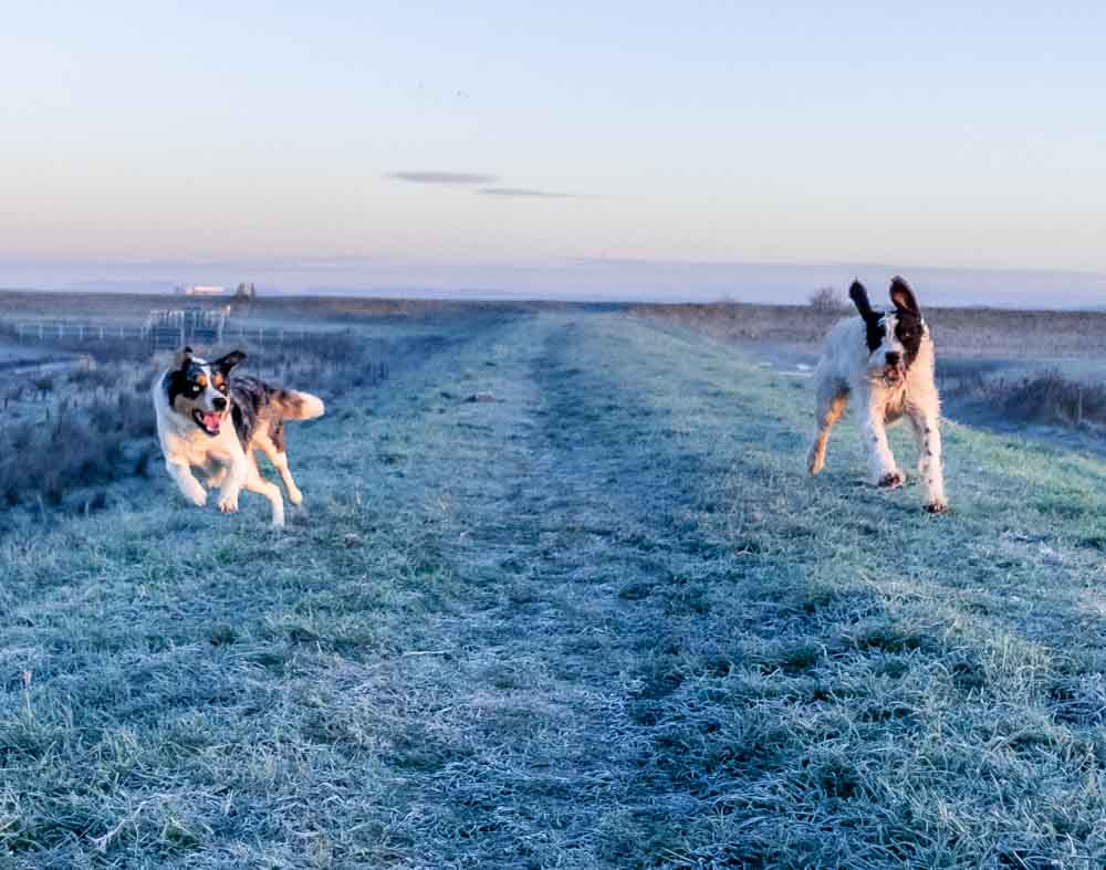 dogs running on frost