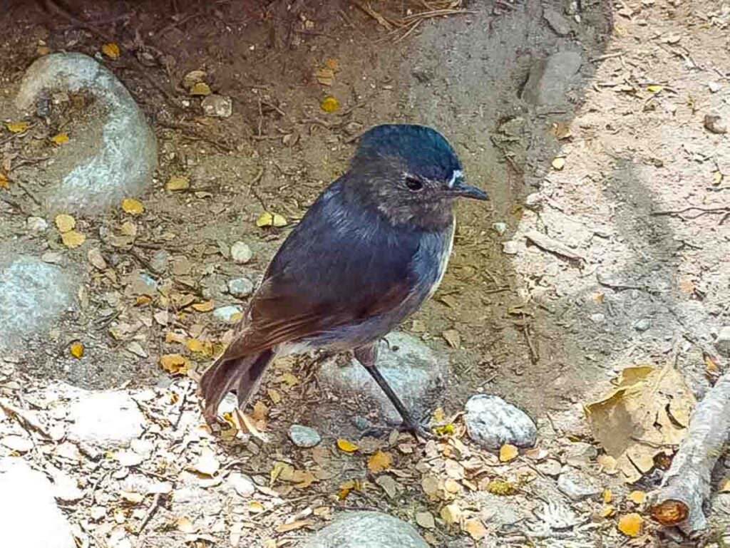 new zealand robin