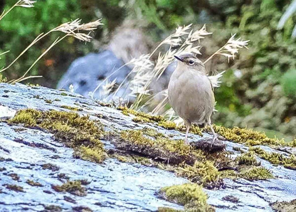 a Rock Wren