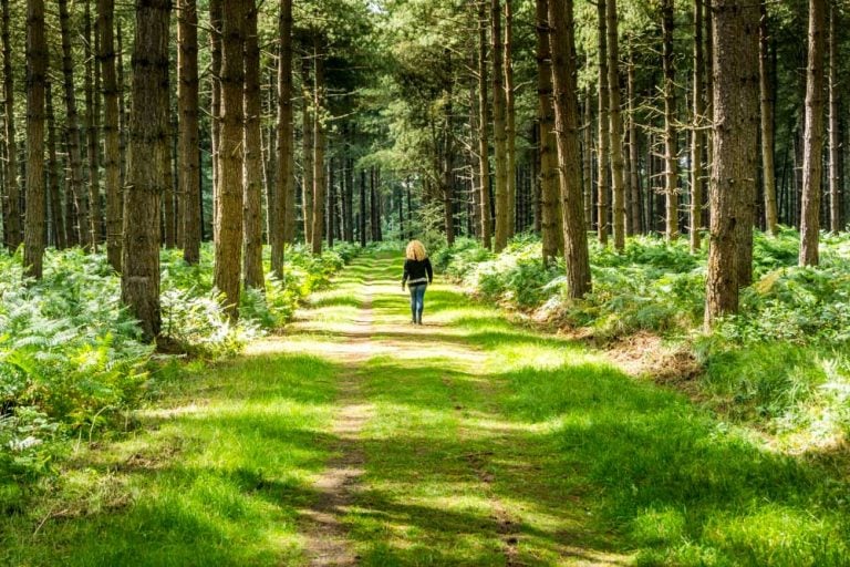 Thetford Forest – UK’s Largest Man-Made Lowland Pine Forest