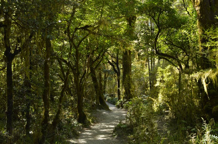 milford track day 1 forest