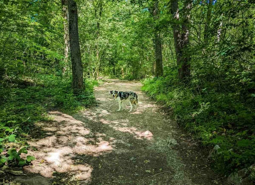 eaves wood path