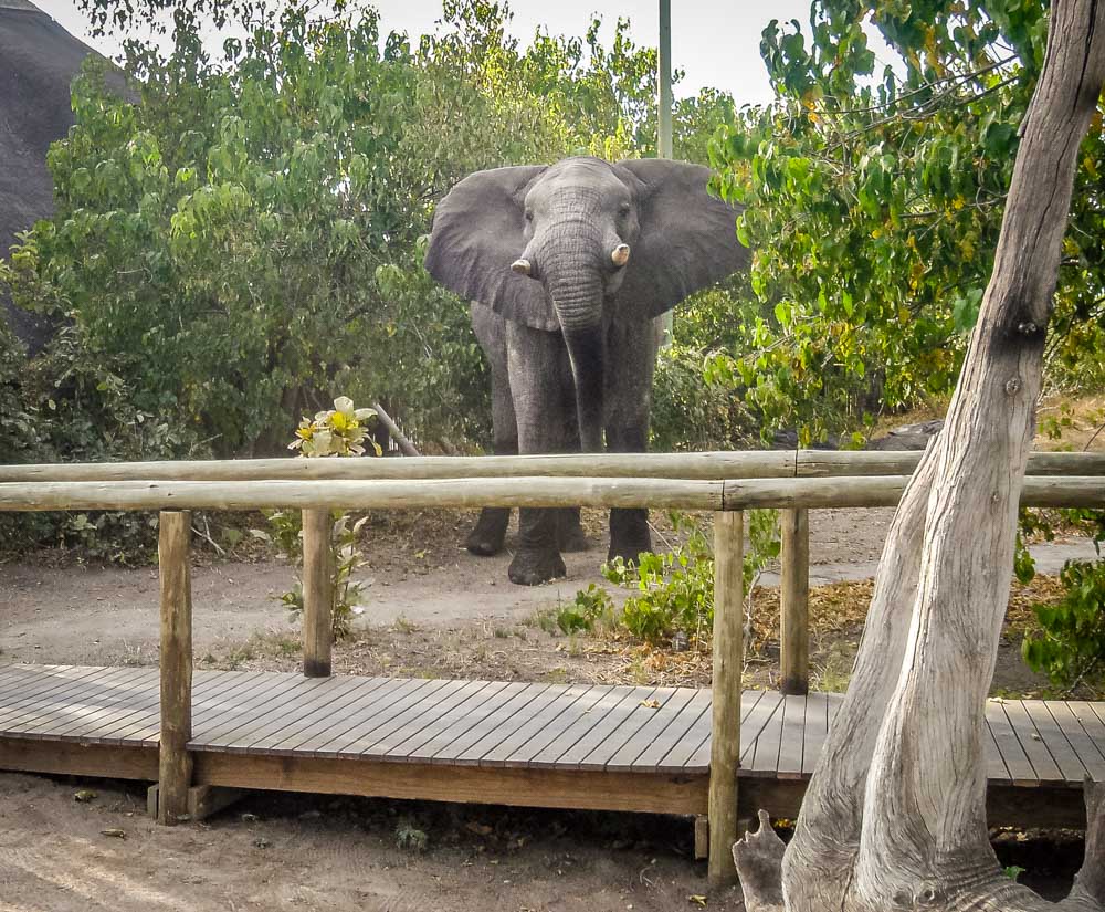 elephant saying hello