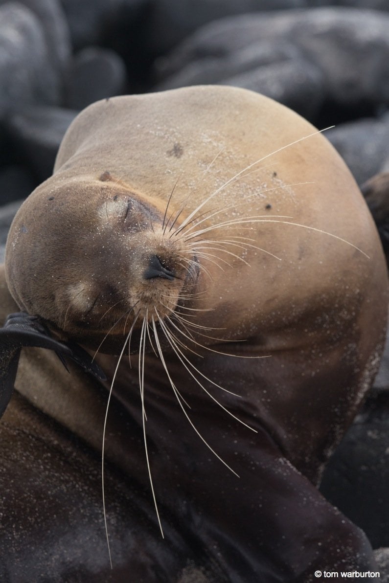 Galapagos Sea Lion sleeping