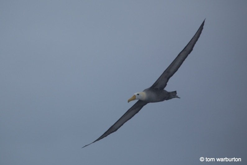 Waved albatross (Phoebastria irrorata) – adult in flight