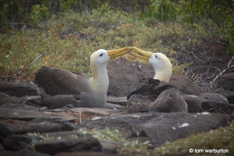 Waved albatross (Phoebastria irrorata) – adults on nest