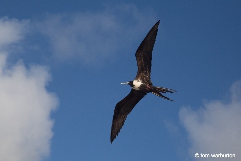 Magnificent Frigate Bird (Fregata magnificens) – female in flight