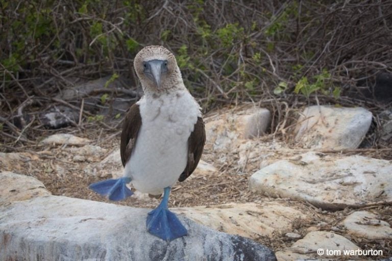 Galapagos Islands – A Journey With Unique Animals