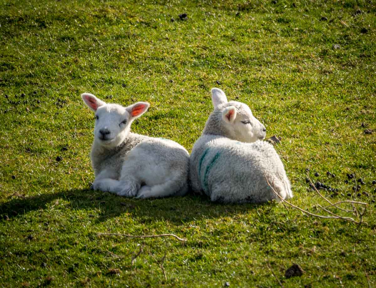 2 lambs