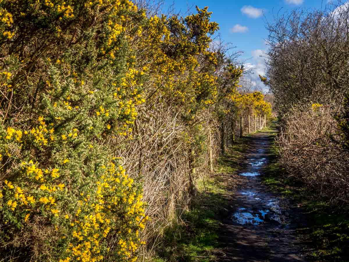 Spring Gorse on the path