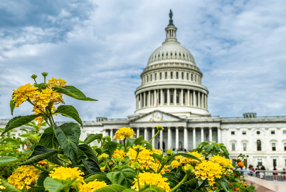 flowers and capitol building dome