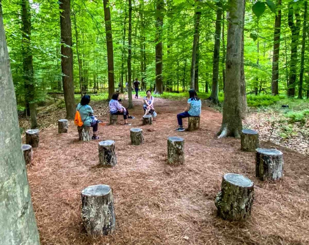 Women sit on tree stumps at Janet Cardiff and George Bures Miller's audio installation FOREST (for a thousand years)