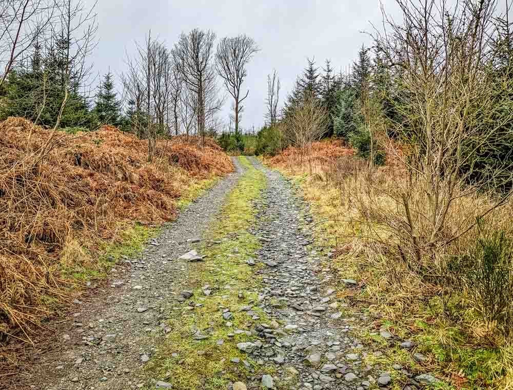 forest track