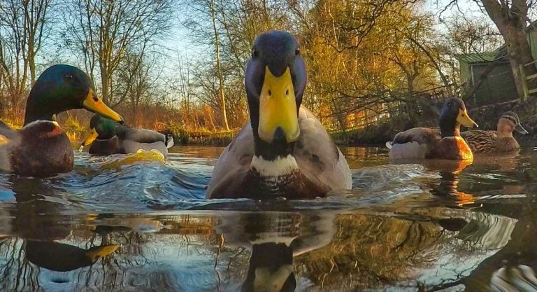 GoPro Animals on My Travels and Wanders