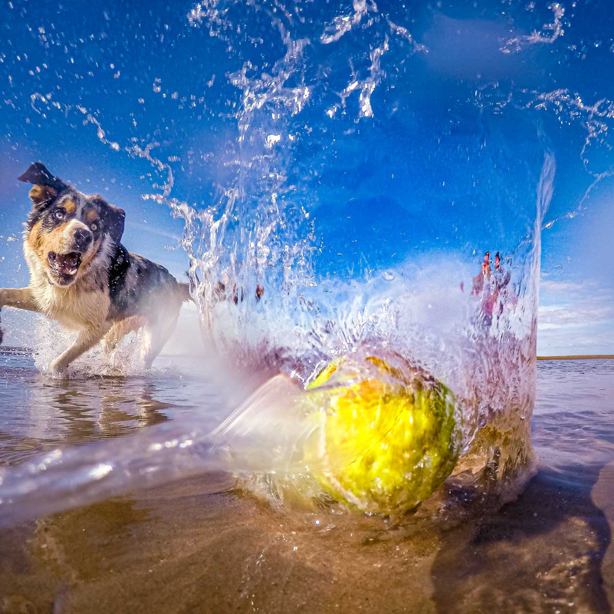 dog splash ball