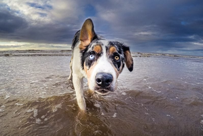 malc border collie