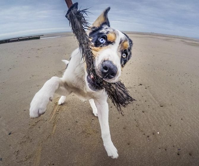 border collie playing