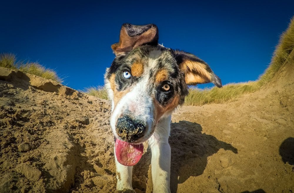 dog walk St Annes Sand Dunes