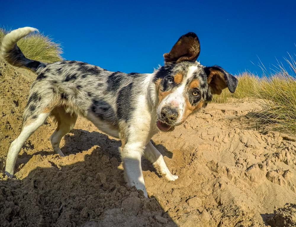 puppy on the dunes