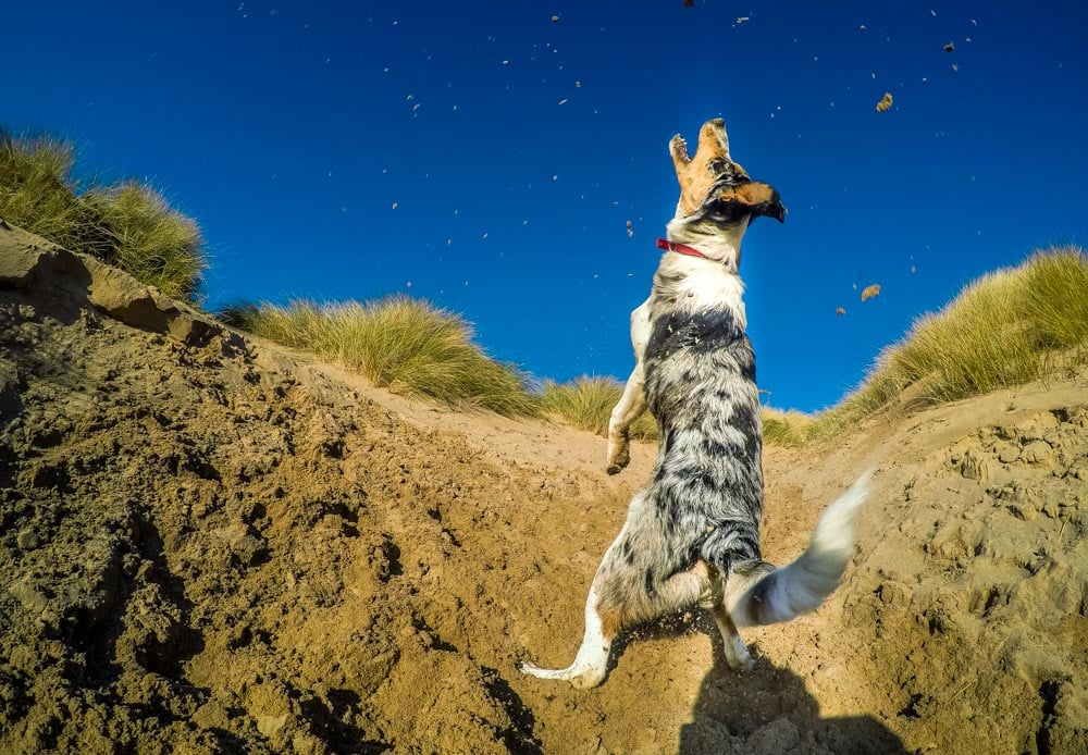 dog playing in the sand