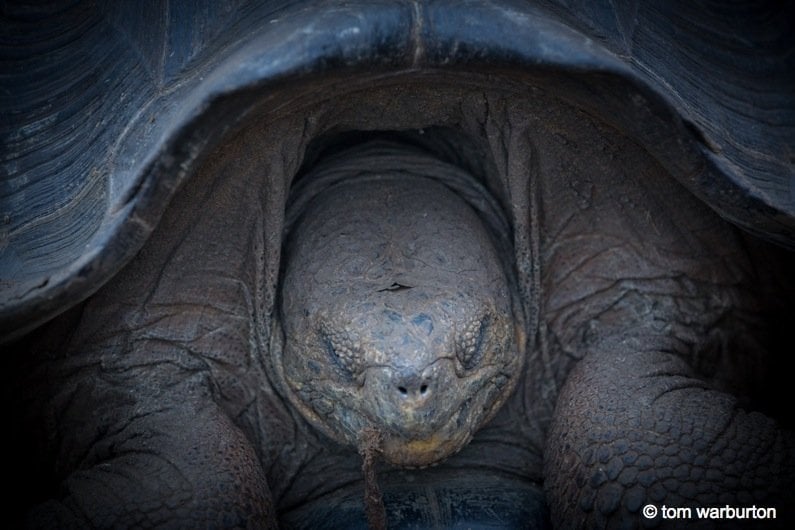 Galapagos Tortoise (Goechelone spp) – in captivity at Cerro Colorado Tortoise Centre on San Cristobal Island