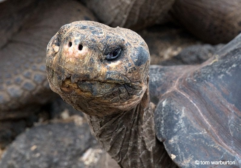 tortoise Galapagos