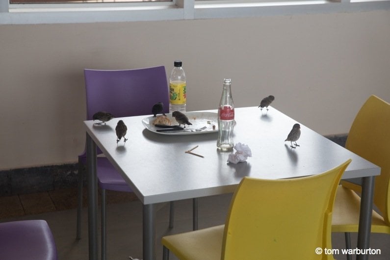 Study of Galapagos Finches in their ‘natural’ habitat – Balta Airport Lounge café table 