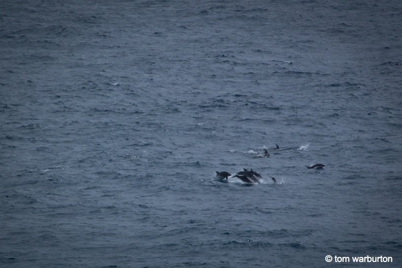 Large pod of Dolphins (Common Dolphins – Delphinus delphis?) off shore of San Cristobal Island