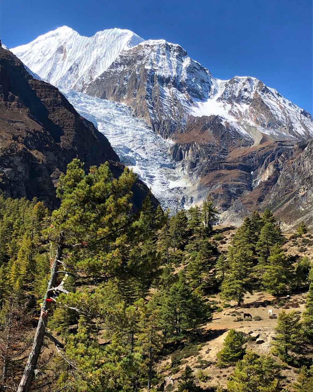 Gangapurna and Glacier