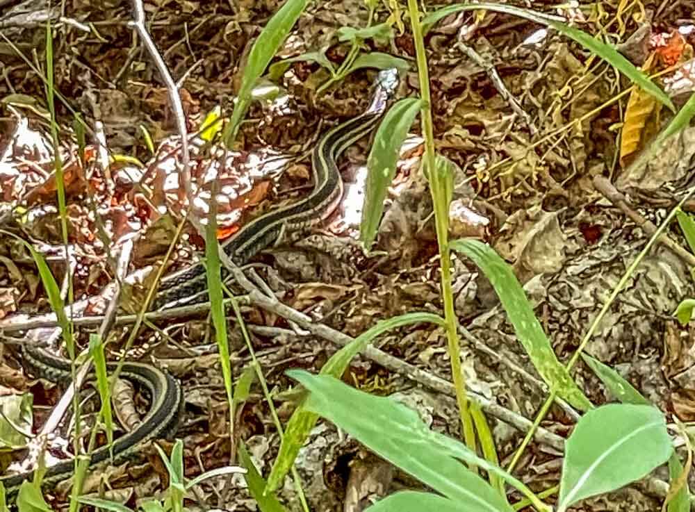 garter snake