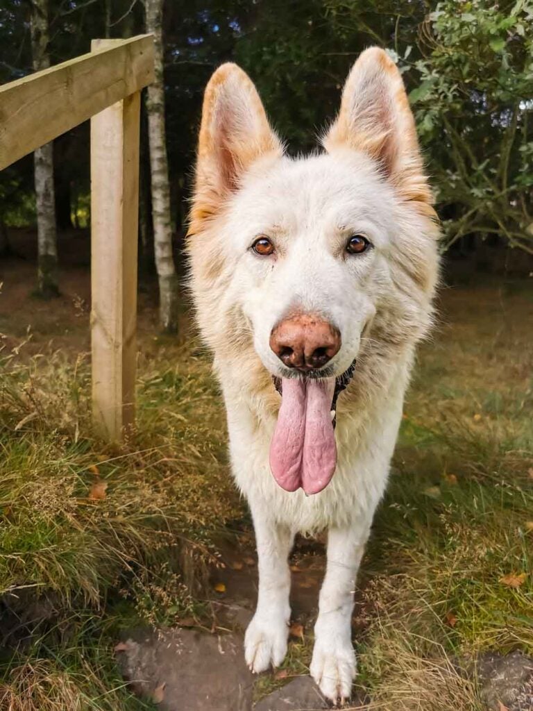 german shepherd smiling