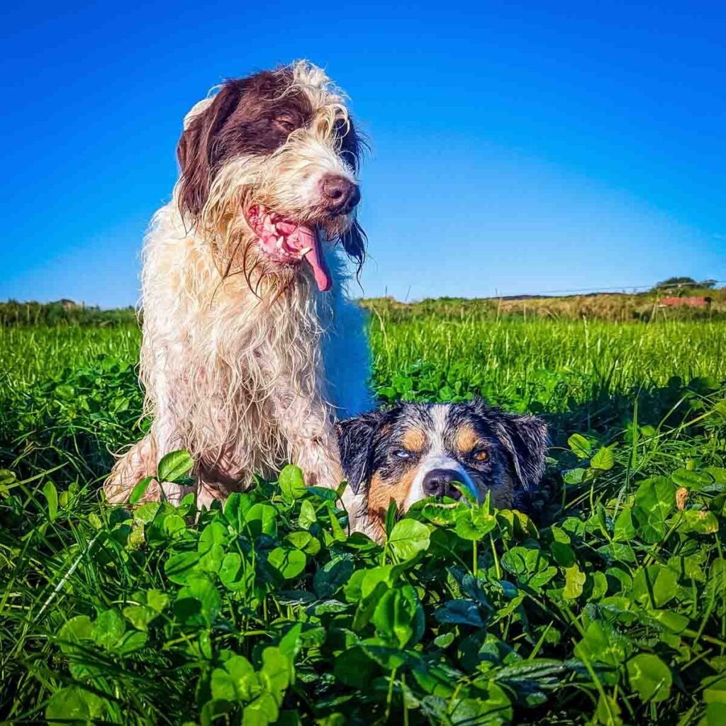 german wirehaired pointer and a border collie