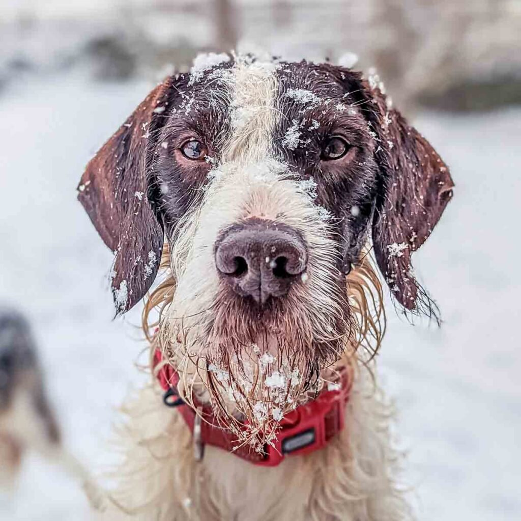 german wirehaired pointer in the snow