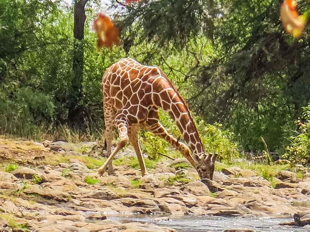 giraffe drinking