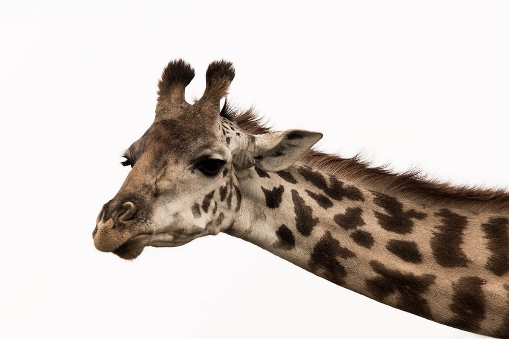 giraffe head and neck