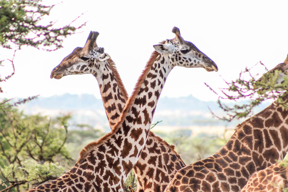 giraffes