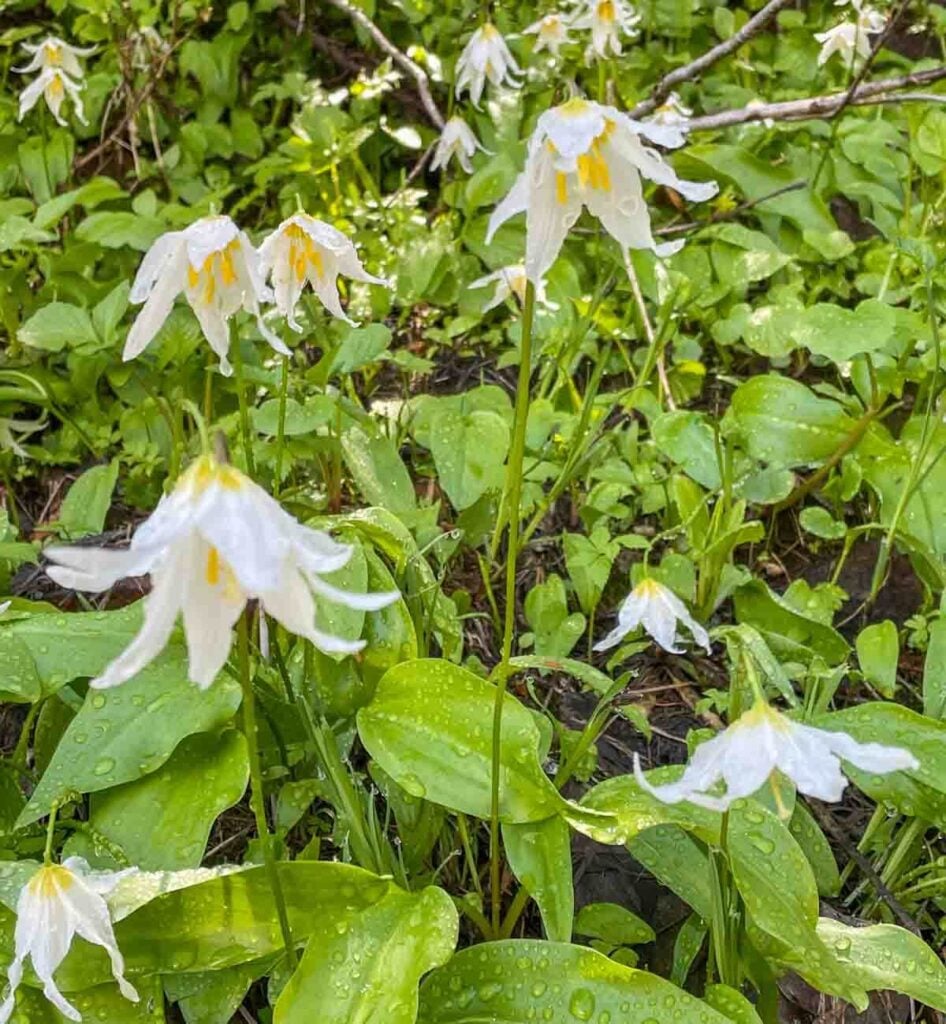 glacier lillies