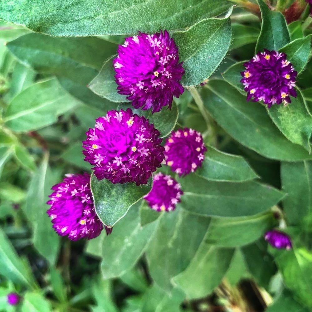 Gomphrena