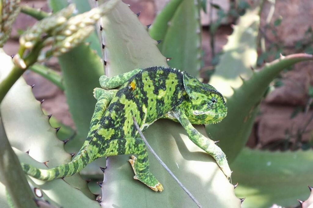 green chameleon on a leaf