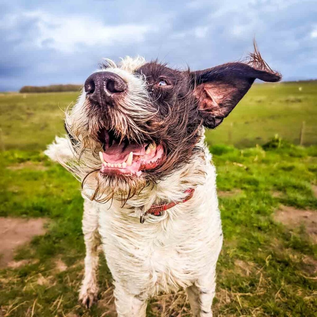 happy german wirehaired pointer