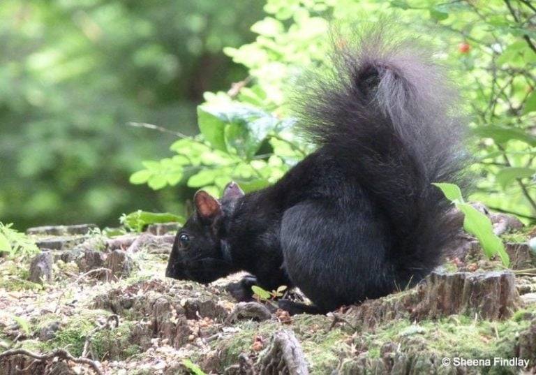 Black Squirrels, Birds and Stanley Park, Vancouver