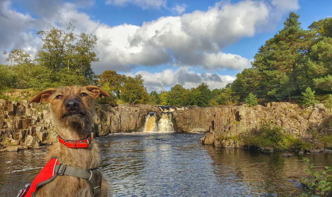 low force waterfall and dog